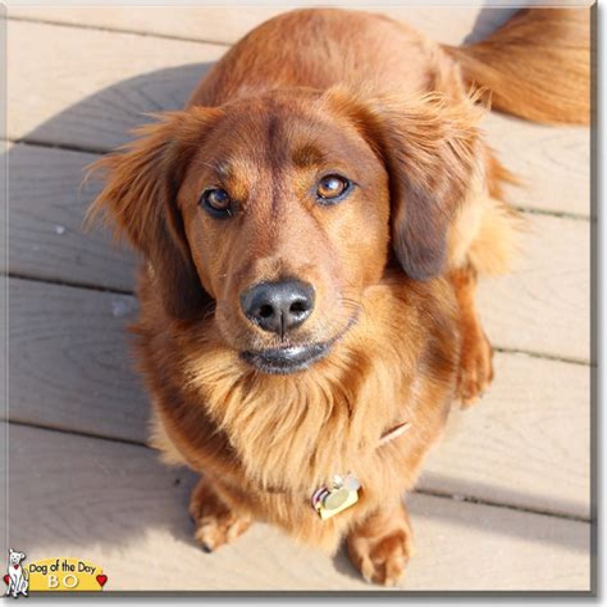 The Ultimate Guide To Golden Retriever Mixed With Wiener Dog